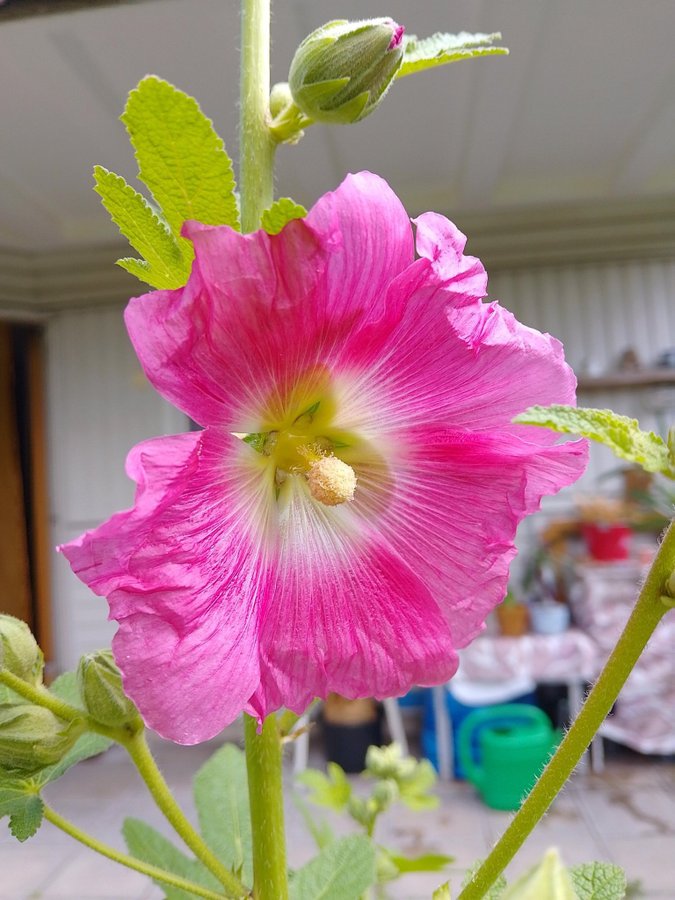 Stockros frön Rosa