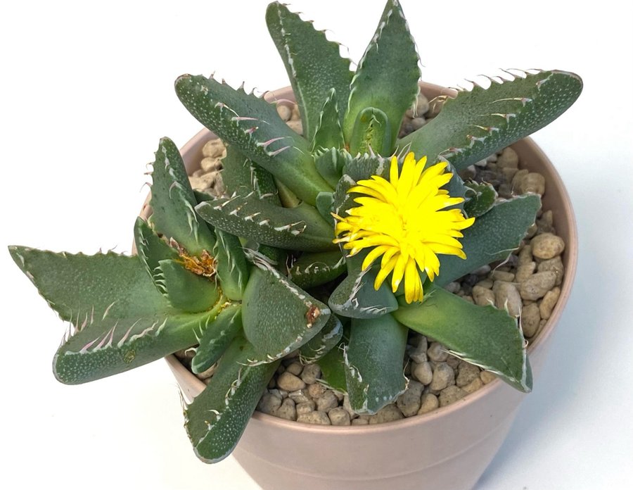 Faucaria tigrina