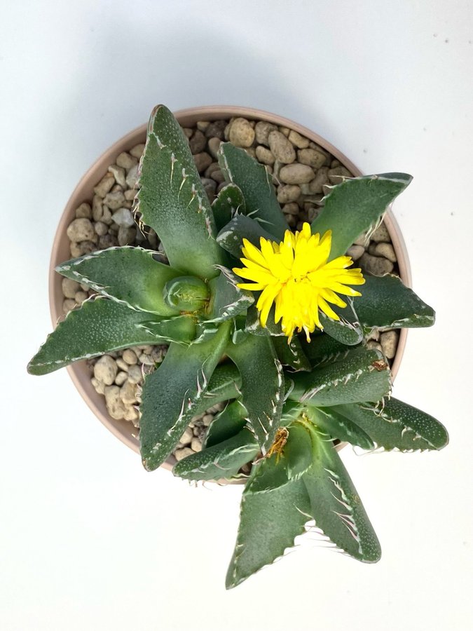 Faucaria tigrina