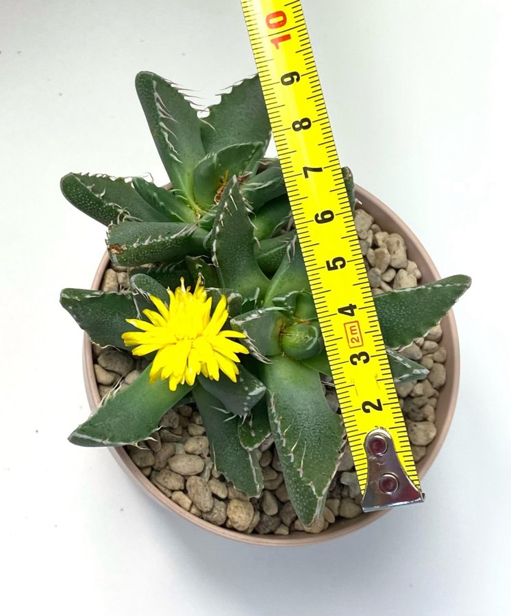 Faucaria tigrina