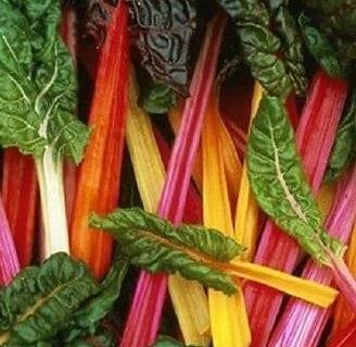 Beta vulgaris 'Rainbow' - Mangold