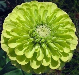 Zinnia elegans 'Envy' - Zinnia