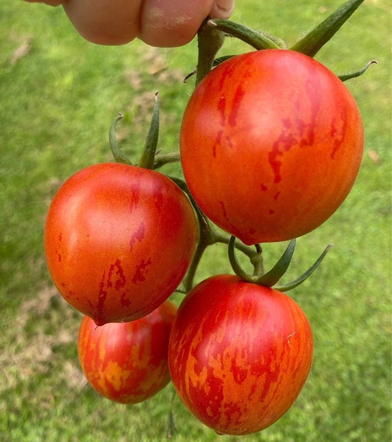 Tomat ´Red Zebra Improved´ 8st frön den godaste randiga?