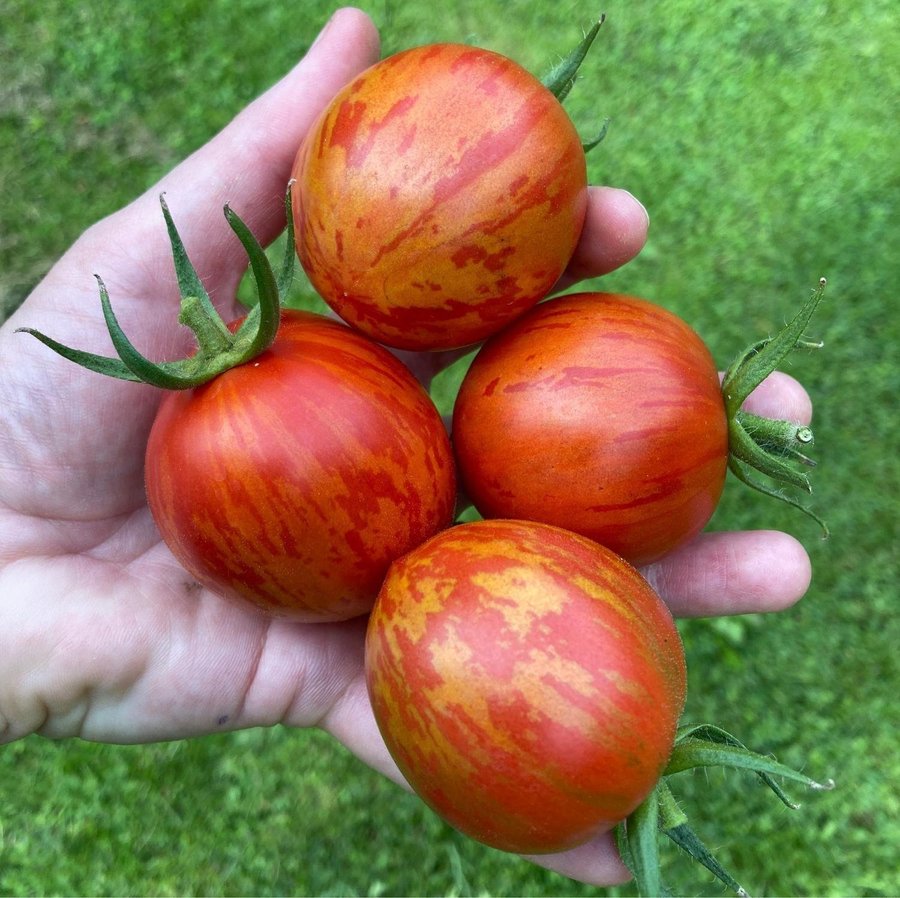 Tomat ´Red Zebra Improved´ 8st frön den godaste randiga?
