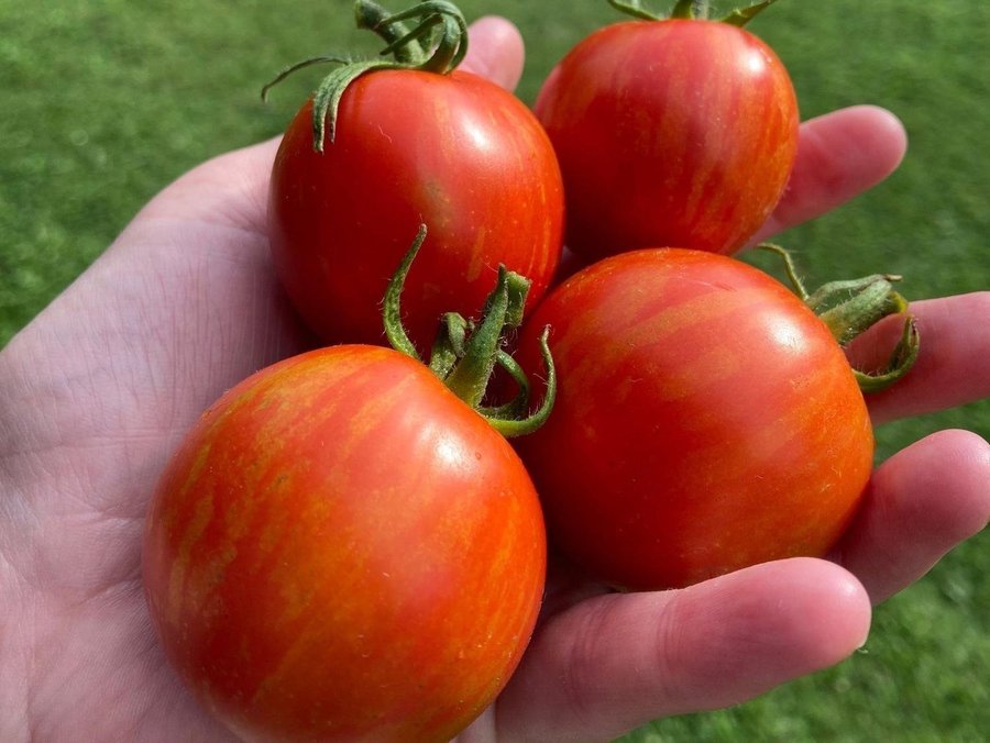 Randig tomat Tigerella 8st frön