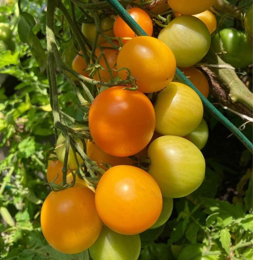 Tomat Tangella 8st frön hög halt av tetra cis-lykopen