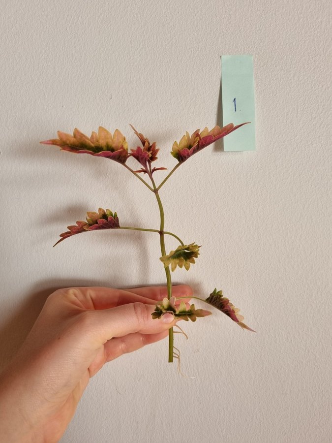 Palettblad Hercules Coleus Stickling