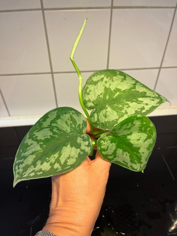 Scindapsus pictus ’trebie’/ ’Exotica’