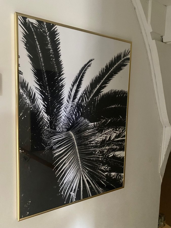 Stor tavla med palm i guldram 50x70