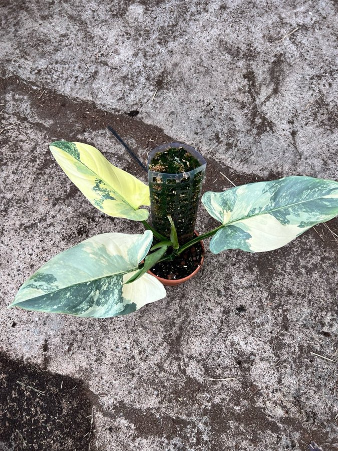 Philodendron Silver Sword Variegata