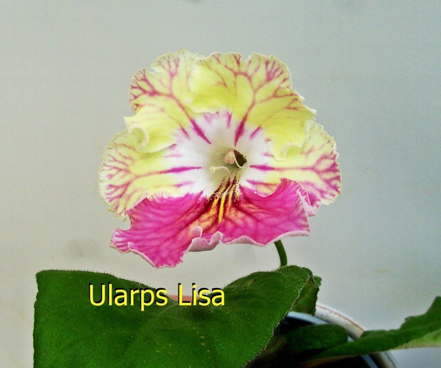 STREPTOCARPUS Newborn babies 12st+ 2st blommande gul+blå