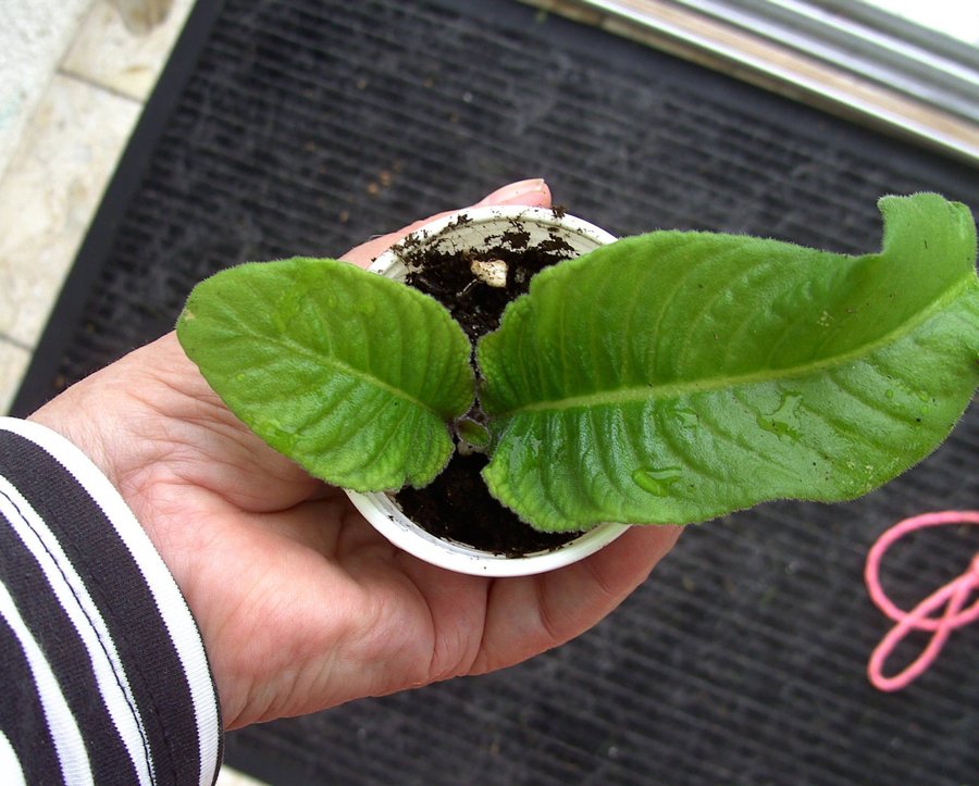 STREPTOCARPUS Newborn babies 12st+ 2st blommande gul+blå