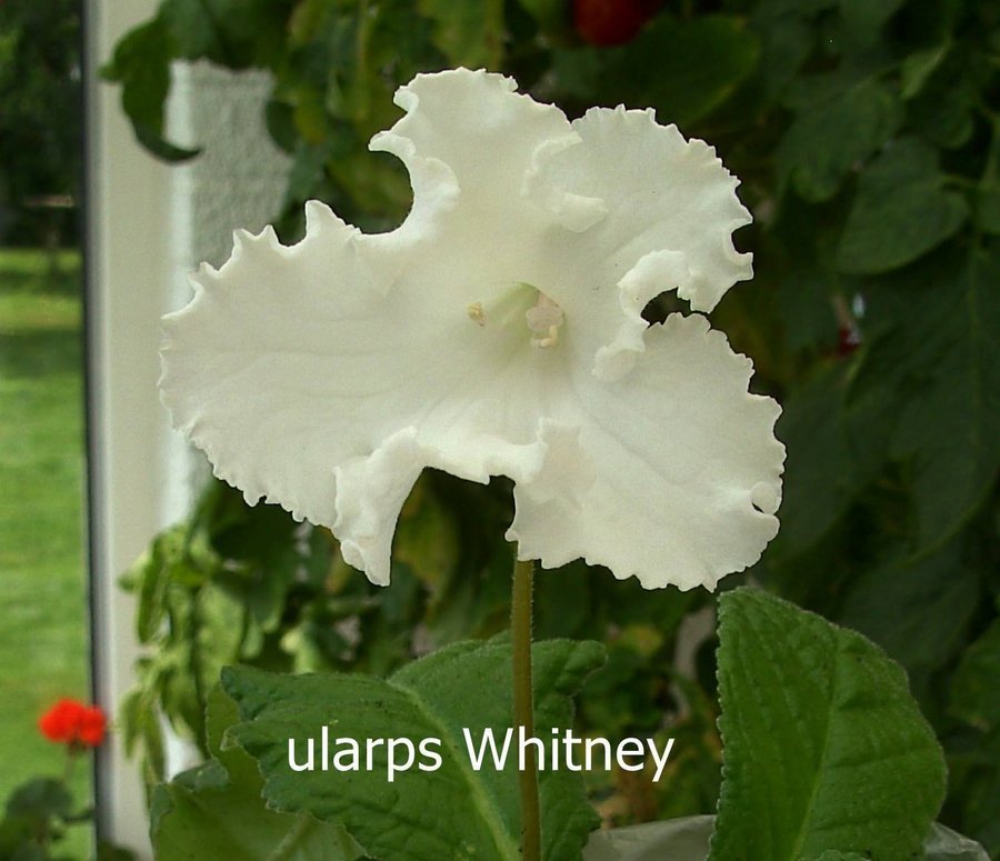 STREPTOCARPUS Newborn babies 12st+ 2st blommande gul+blå