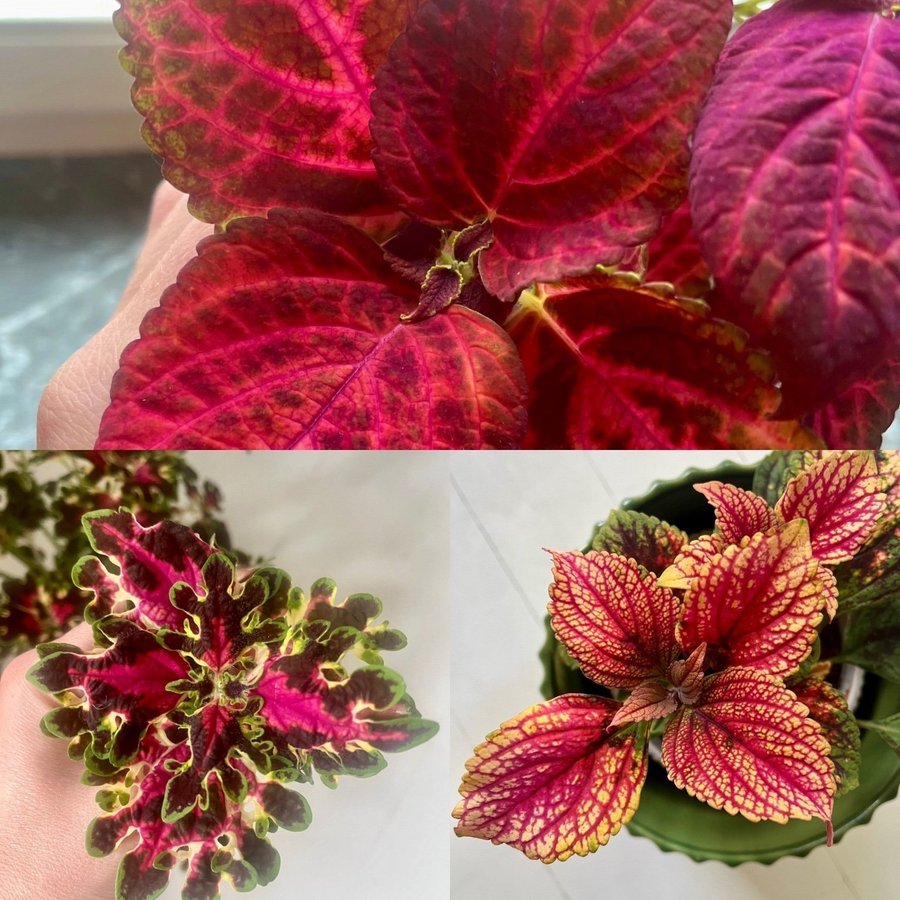 Rotade Sticklingar 3st Palettblad coleus Burgundy Weddingtrain, Kameleont...