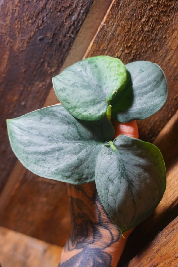 Scindapsus Pictus 'Silver Hero'. Silverranka