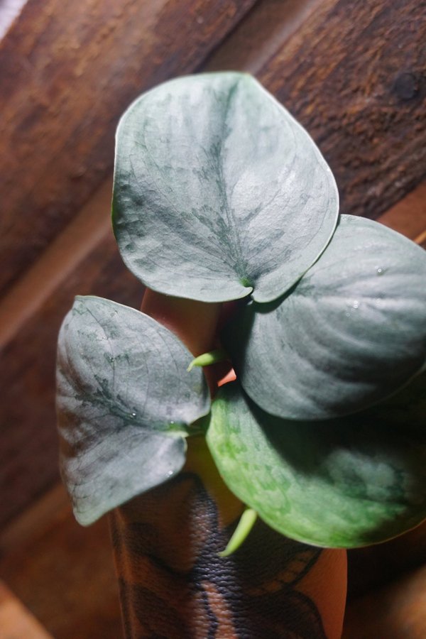 Scindapsus Pictus 'Silver Hero'. Silverranka