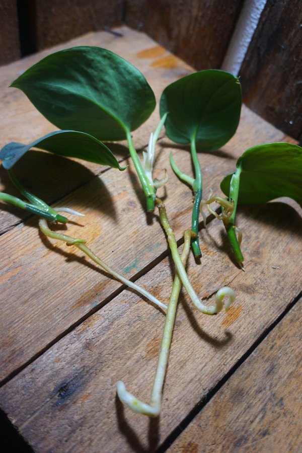 Scindapsus Pictus 'Silver Hero'. Silverranka