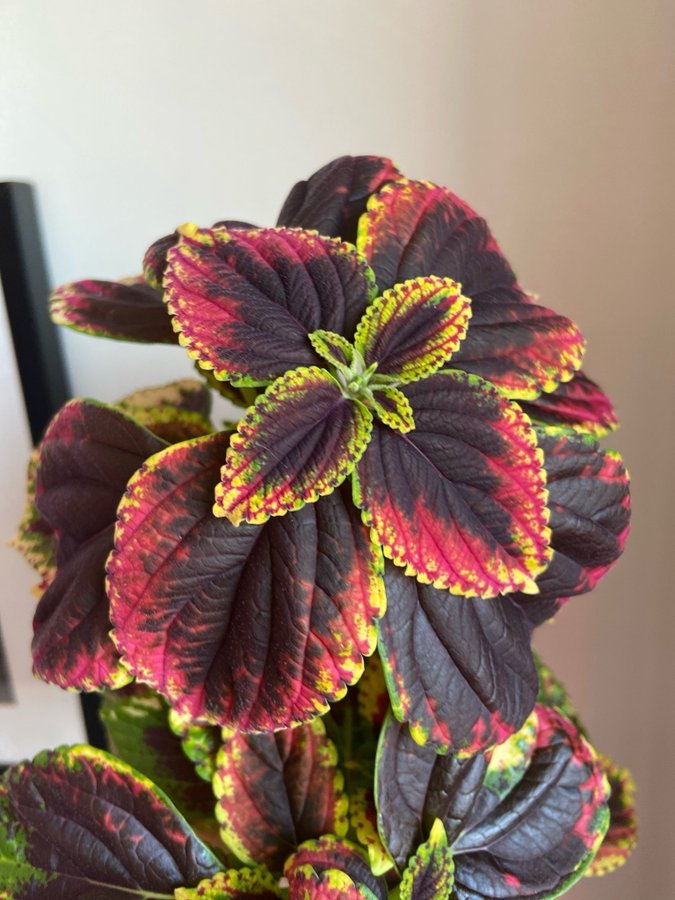 Palettblad/Coleus SINGOALLA