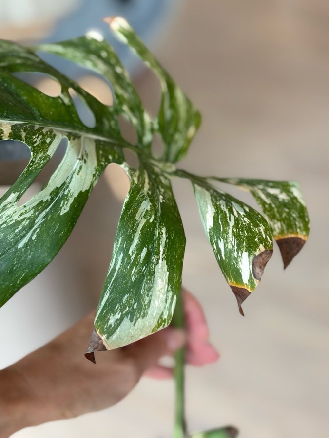 Monstera deliciosa Albo