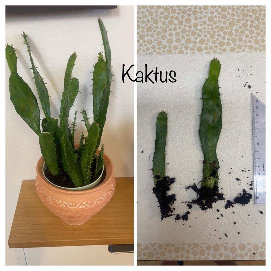 Kaktus opuntia