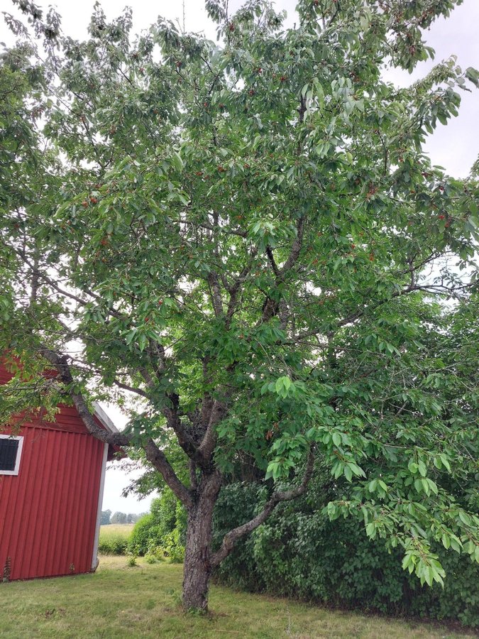 67 cm högt Allmän Gulröd Bigarråträd (körsbär)