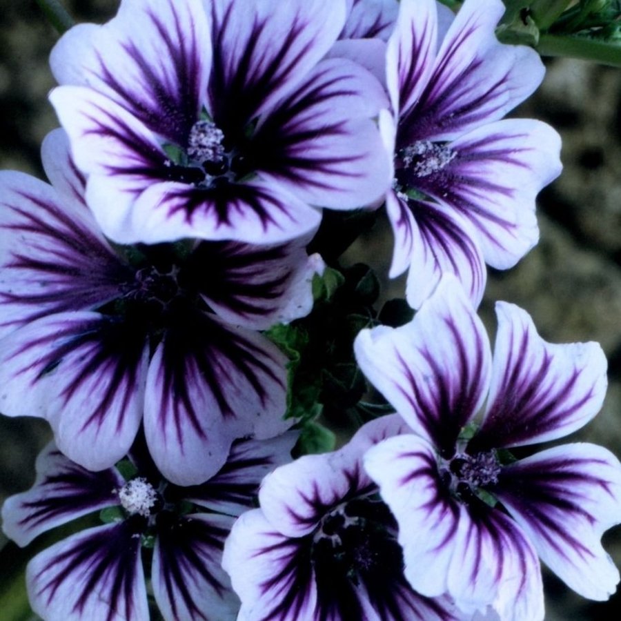 FRÖN Malva Zebrina 10+