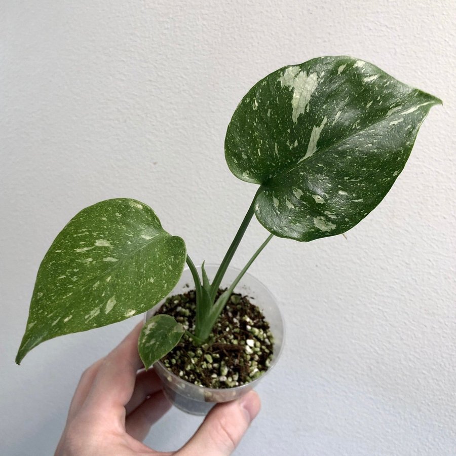 Monstera ’Thai Constellation’