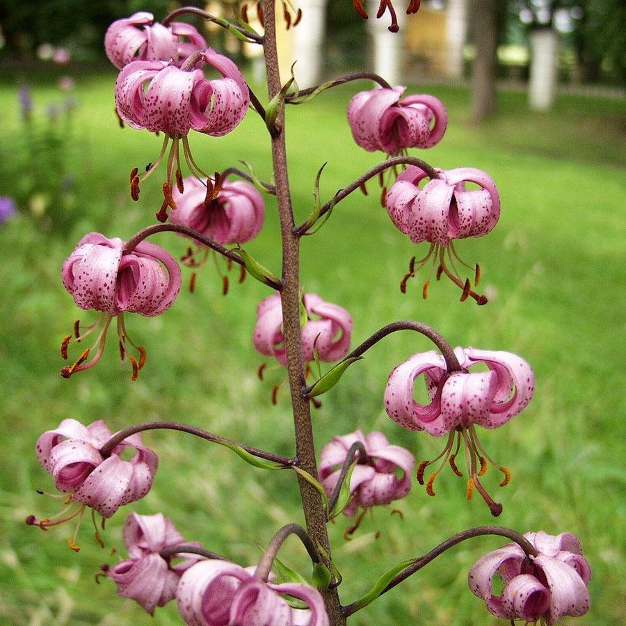 Krollilja rosa 20st frön Perenn