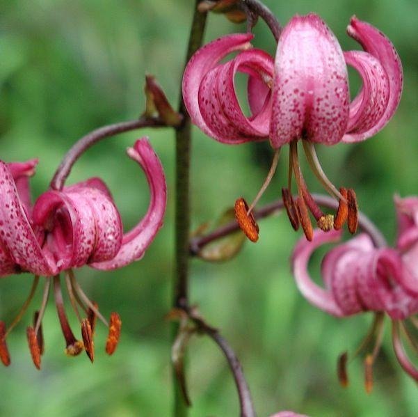 Krollilja rosa 20st frön Perenn