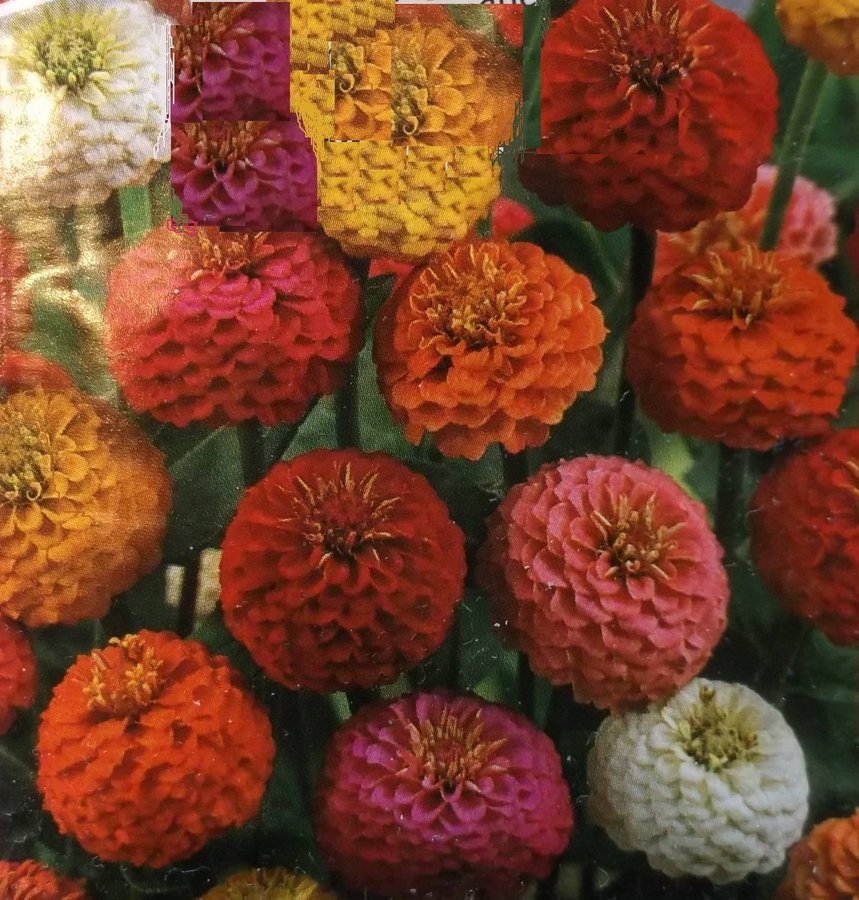 Zinnia Liliput Mix Gul Orange Rosa Röd Vit 10 Frön