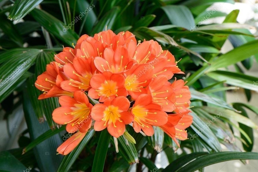 Clivia Miniata. Mönjelilja.