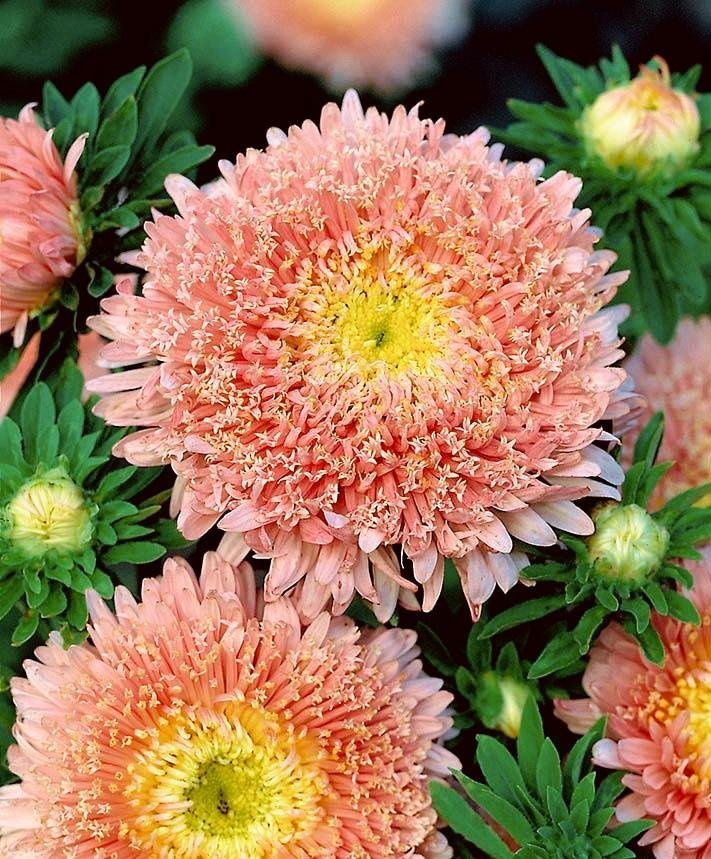 Aster 'Princess Apricot' 50st frön