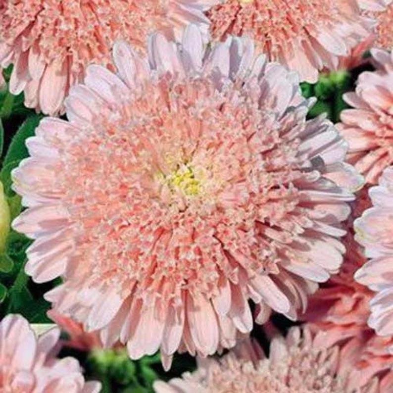 Aster 'Princess Apricot' 50st frön