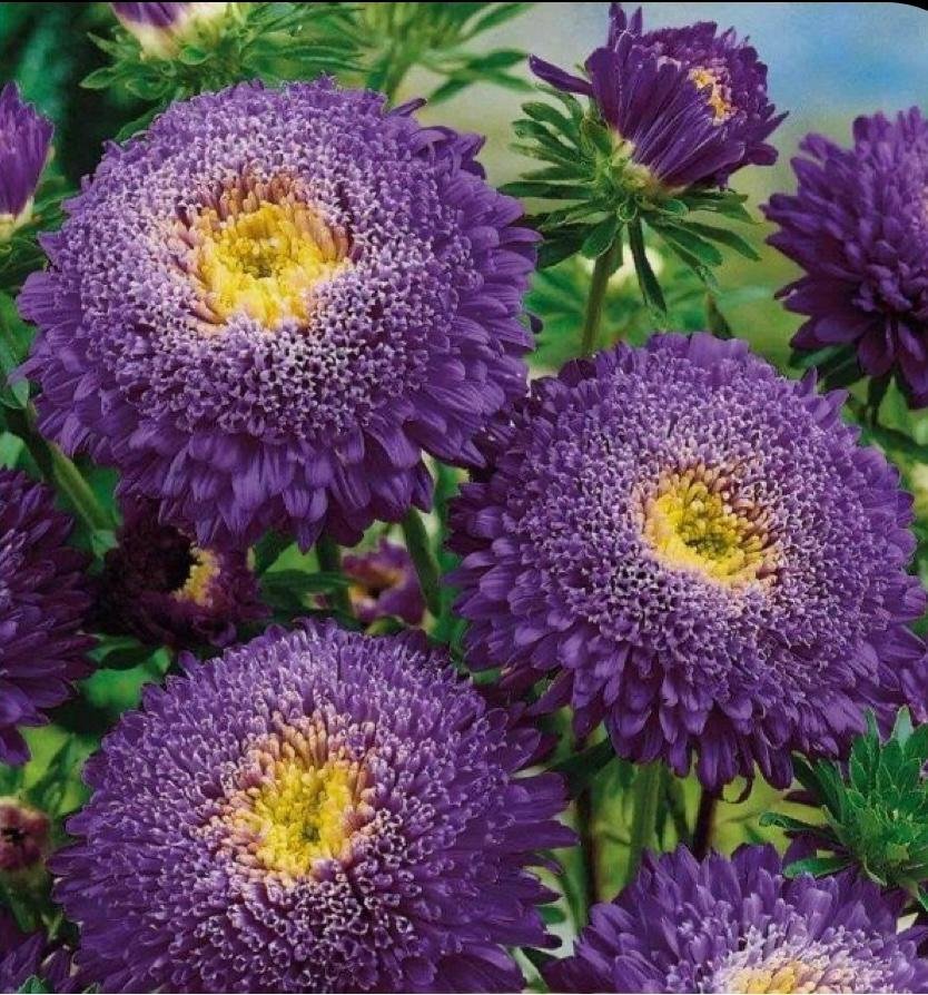 Aster 'Princess Purple' 50st frön