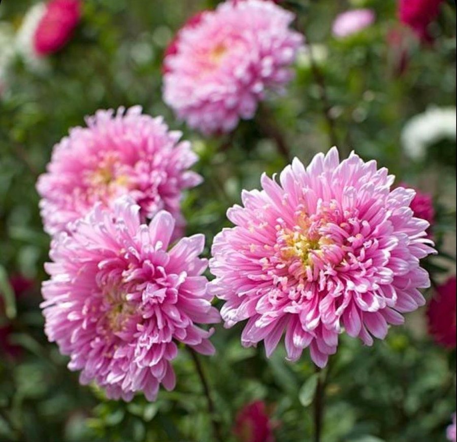 Aster 'Princess Pink' 50st frön