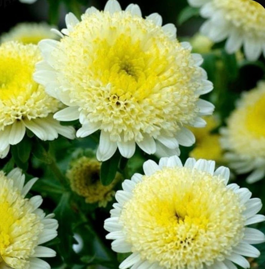 Aster 'Sidonia Yellow' 30st frön