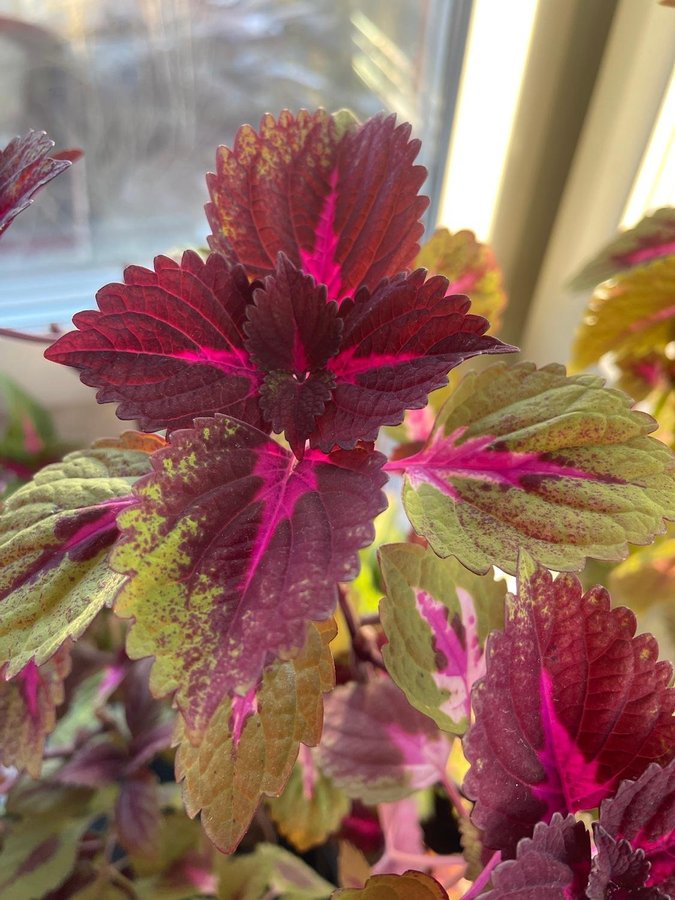 Palettblad coleus China Rose