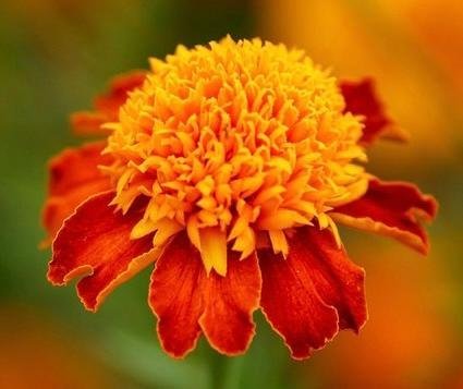 Tagetes ’Orange Flame’  Stora blommor i lysande orange och rött!