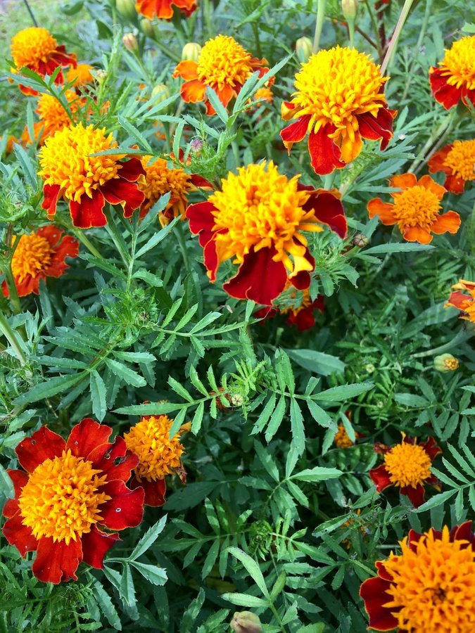 Tagetes ’Orange Flame’  Stora blommor i lysande orange och rött!