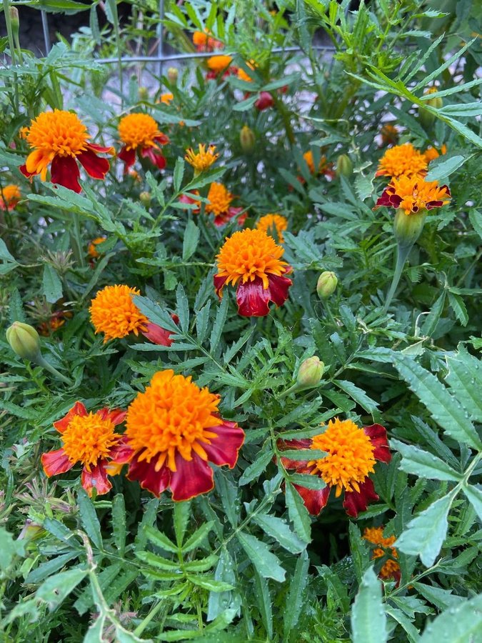 Tagetes ’Orange Flame’  Stora blommor i lysande orange och rött!