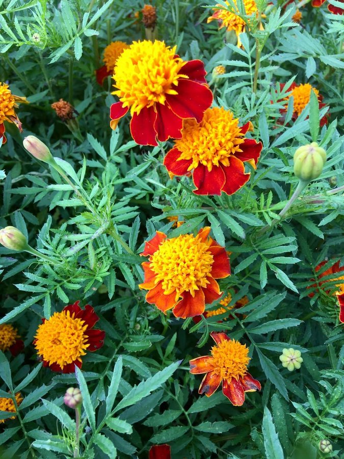 Tagetes ’Orange Flame’  Stora blommor i lysande orange och rött!