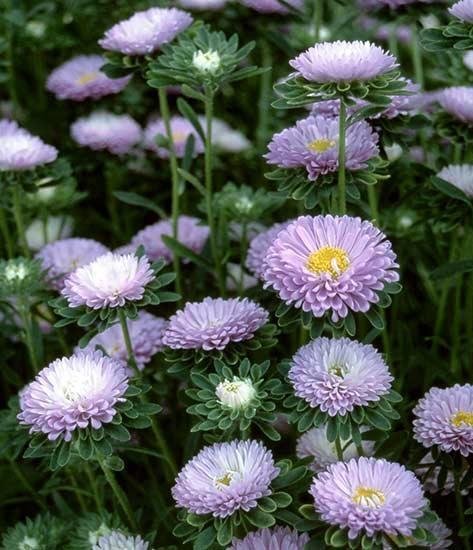 Aster 'Matsumoto Lavender' 50st frön