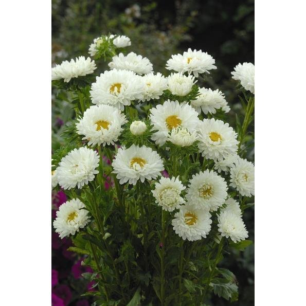 Aster 'Matsumoto White' 50st frön