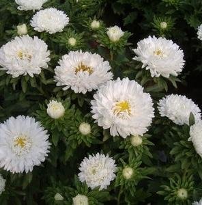 Aster 'Matsumoto White' 50st frön