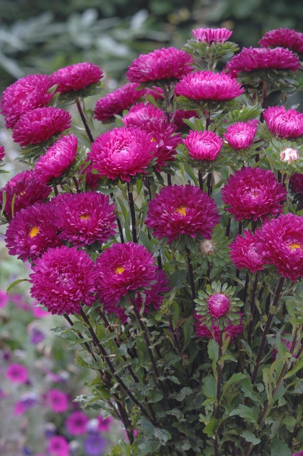 Aster 'Matsumoto Rose' 50st frön