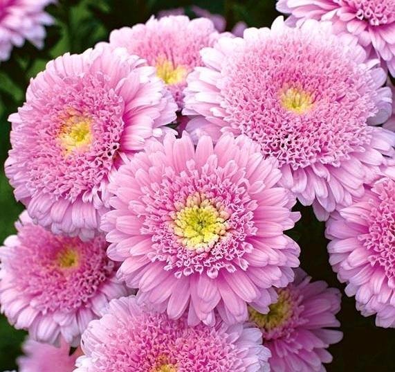 Aster 'Sidonia Pink' 30st frön