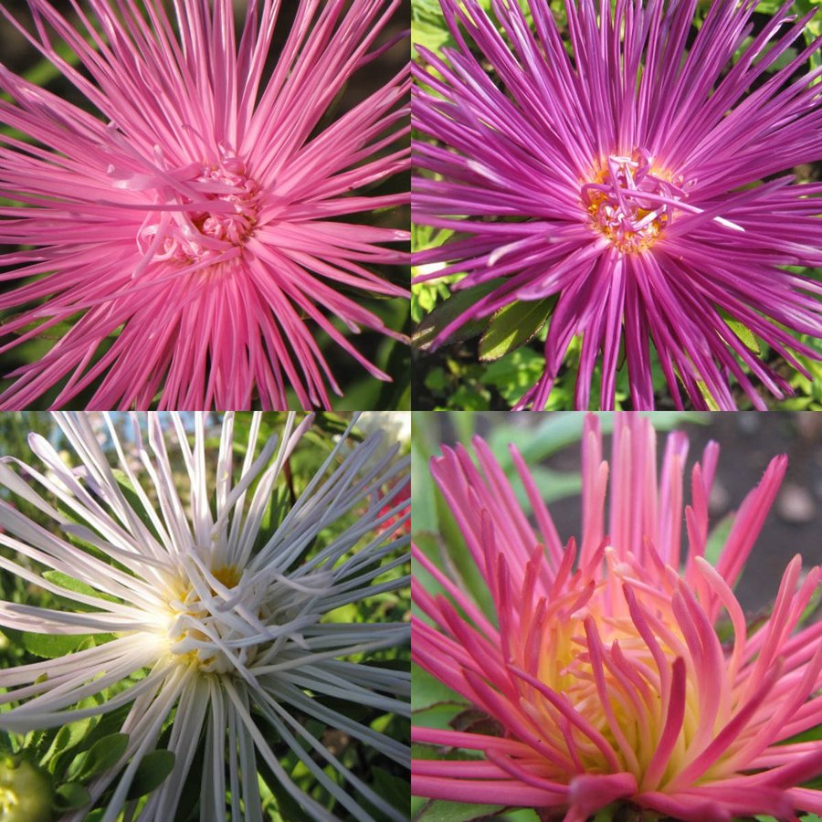 Aster Strål- Mix Gul Rosa Röd Lila Vit StrålAster 10 Frön