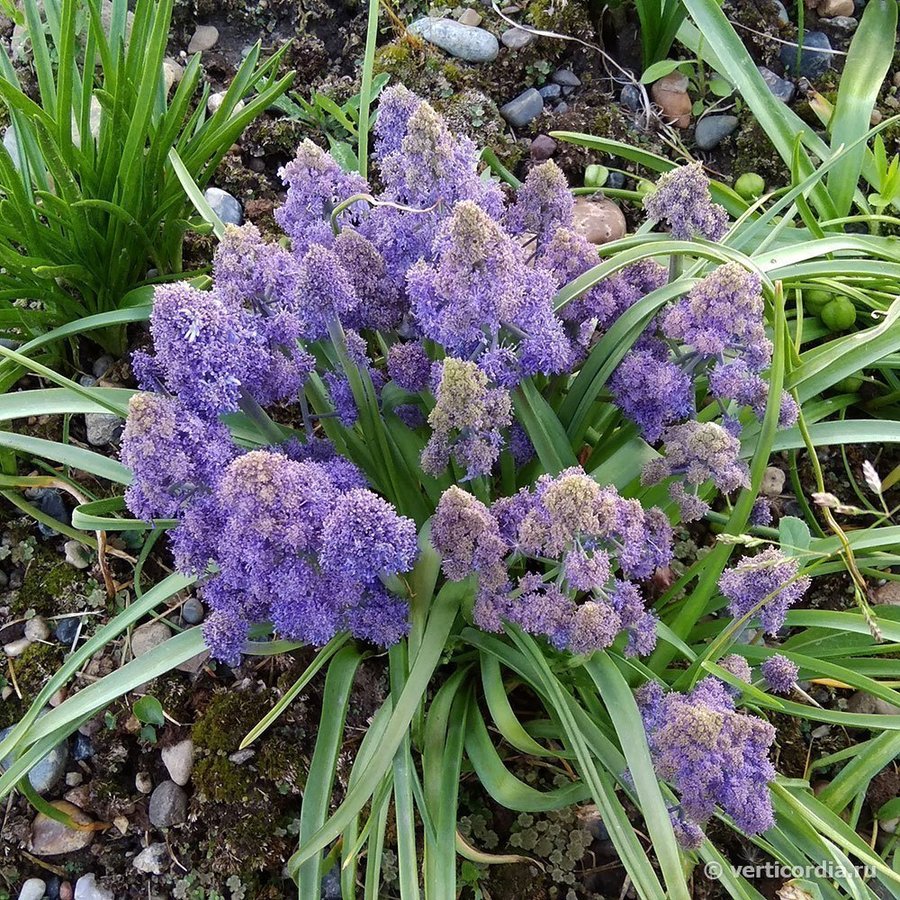 Muscari 'Fantasy Creation' ,4 lökar.