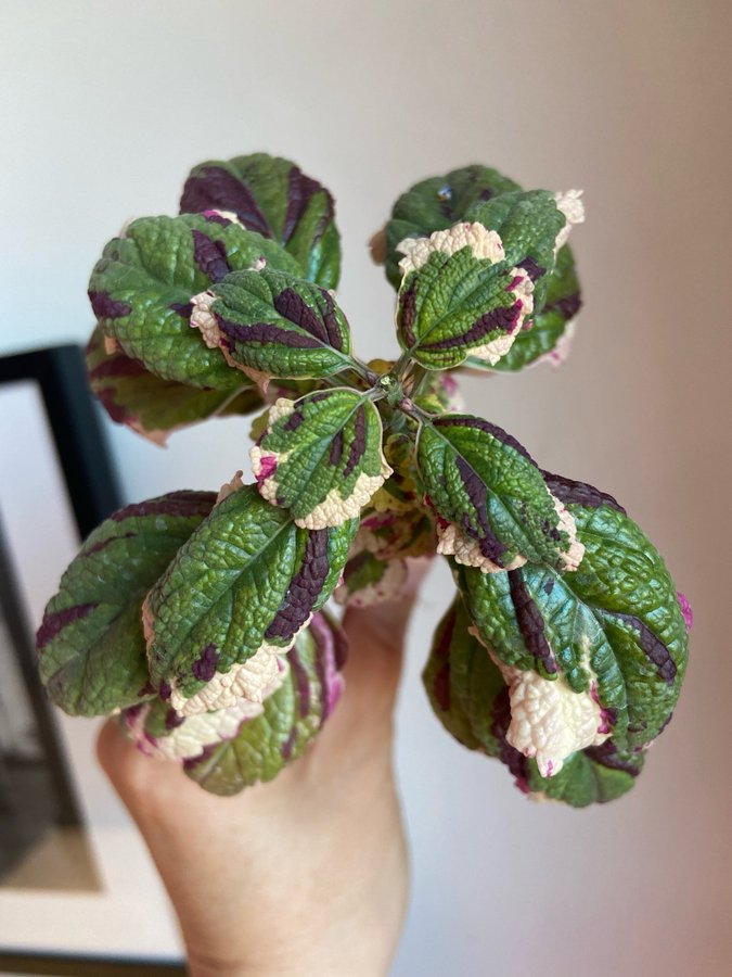 Palettblad/Coleus ANNA rotad