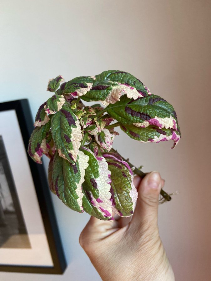 Palettblad/Coleus ANNA rotad